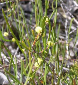 Acacia granitica.jpg