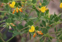 Acmispon maritimus (34169202662).jpg