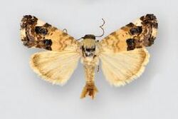 Acontia albifusa (male).JPG