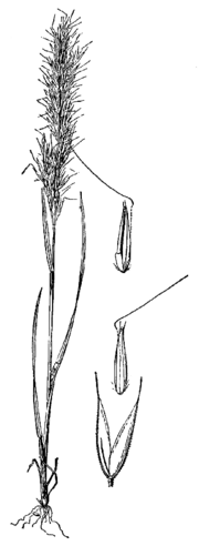 Agrostis hendersonii drawing.png