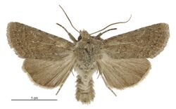 Aletia s.l. sollennis male.jpg