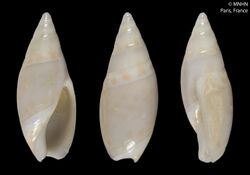 Amalda bellonarum (MNHN-IM-2000-1112).jpeg