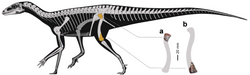 Amanasaurus skeletal reconstruction.png