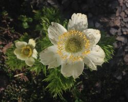 Anemone occidentalis flower (Yarnell).jpg