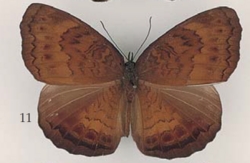 Ariadne merionoides merionoides Holland (male), Sulawesi (G. Lompobatang, 1000-2000 m, 1896, W. Doherty, C. Oberthür Coll.).png