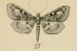 Aurevilius, 1910. Pl.2-27-Thliptoceras fenestratum.JPG