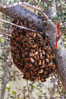 Bee swarm feb08.jpg
