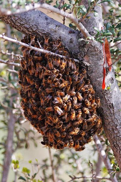File:Bee swarm feb08.jpg
