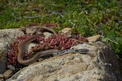 BennyTrapp Rötliche Schlanknatter Platyceps collaris Bulgarien.jpg