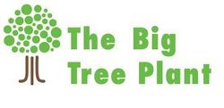 Big Tree Plant.jpg