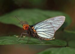 Blue red eye (Pteroteinon laufella).jpg