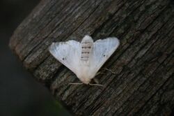 Bombycomorpha bifascia04.jpg