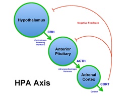 Brian M Sweis HPA Axis Diagram 2012.pdf