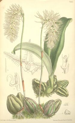 Bulbophyllum comosum.jpg