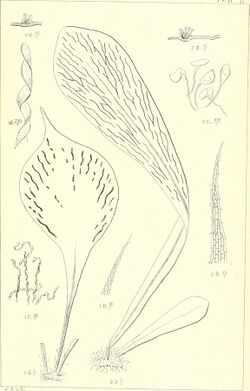 Bulletin du Dpartement de l'agriculture aux Indies nerlandaises (1906-1911) (20251369230).jpg
