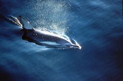 CSIRO ScienceImage 3012 Dolphin.jpg