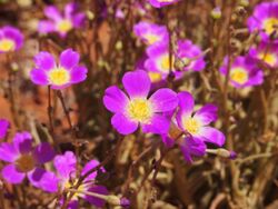 Calandrinia balonnensis flowers.jpg