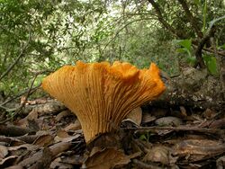 Cantharellus californicus 81770.jpg