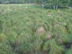 Carex cespitosa area.JPG