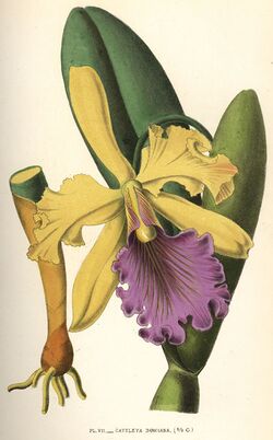 Cattleya dowiana 1880.jpg