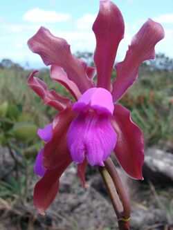 Cattleya elongata.jpg