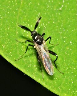 Ceratopogonidae.male.jpg