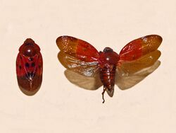 Cercopidae - Leptataspis discolor.JPG