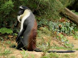 Cercopithecus roloway.jpg