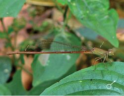 Ceriagrion olivaceum male.jpg