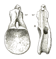 Drawing of a back bone