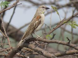 Chestnut-shouldered petronia IMG 4865.jpg