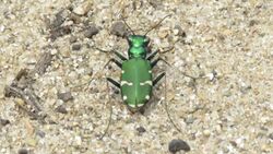 Cicindela patruela.jpg