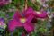 Clematis 'Remembrance' 02.JPG