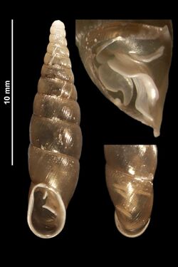 Cochlodina fimbriata (MNHN-IM-2010-13071).jpeg