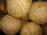 Coconut (Cocos nucifera).JPG