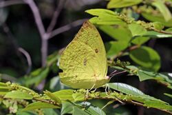 Common emigrant (Catopsilia pomona pomona) female underside.jpg