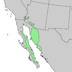 Condalia globosa range map 4.png