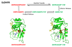 Conformational changes during the DHFR catalytic cycle.png