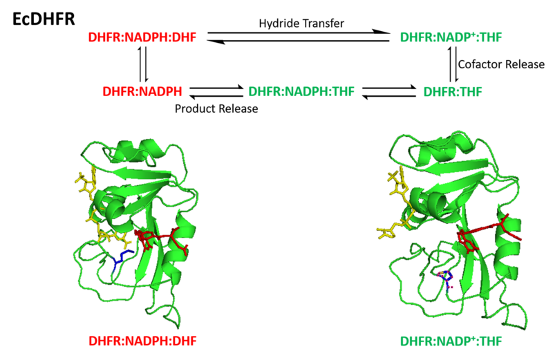 File:Conformational changes during the DHFR catalytic cycle.png