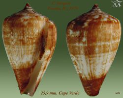 Conus borgesi 1.jpg