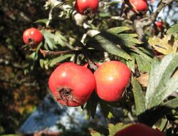 Crataegus orientalis fruit a PG.jpg