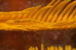 Crinoid shrimp1.jpg