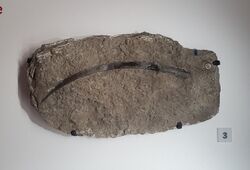 Ctenacanthus sp fin spine fossil