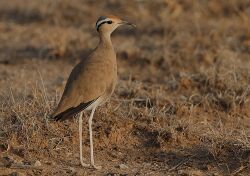 Cursorius somalensis Buffalo Springs NP Kenya.jpg