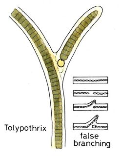 Cyanobacteriabranchedforms026 Tolypothrix.jpg