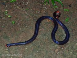 Cylindrophis melanotus 87275303.jpg