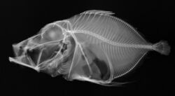 Cyttopsis rosea X-ray.jpg