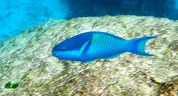 Dark-capped Parrotfish.jpg