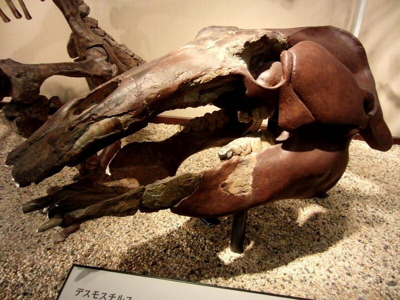 File:Desmostylus Skull.jpg