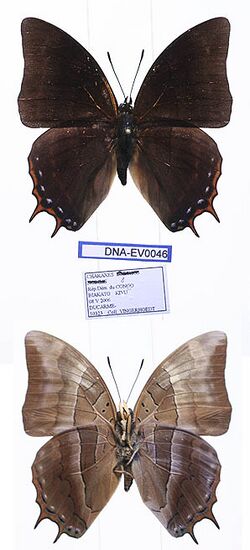 EV-0046 Charaxes opinatus (3666480252).jpg